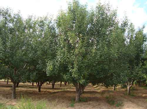 八棱海棠树直径21公分树（夏季）